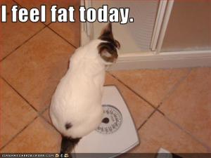 Feel fat cat